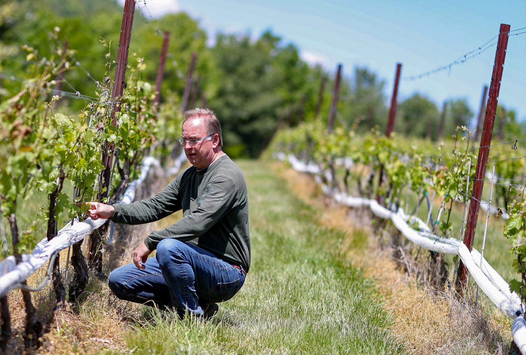 20200512_cdp_news_vineyard201.JPG